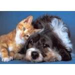 Psy i Koty